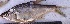  ( - YAR15)  @11 [ ] Copyright (2015) Dr.G.D. Khedkar PAUL HEBERT CENTRE FOR DNA BARCODING AND BIODIVERSITY STUDIES