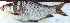  ( - YAR20)  @11 [ ] Copyright (2015) Dr.G.D. Khedkar PAUL HEBERT CENTRE FOR DNA BARCODING AND BIODIVERSITY STUDIES