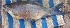  ( - YDR16)  @12 [ ] Copyright (2014) PHCDBS Pual Hebert Centre For DNA Barcoding and Biodiversity Studies