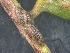  (Pulvinaria aligarhensis - PANEM)  @11 [ ] copyright (2025) Desavath Gouthami B Kerala Agricultural University