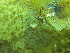  ( - PS Lucernaria quadricornis 03)  @11 [ ] Unspecified (default): All Rights Reserved  Unspecified Unspecified