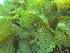  ( - PS Lucernaria quadricornis 03)  @11 [ ] Unspecified (default): All Rights Reserved  Unspecified Unspecified
