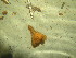  ( - PS Lucernaria quadricornis 03)  @11 [ ] Unspecified (default): All Rights Reserved  Unspecified Unspecified