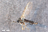  (Leptosciarella coarctata - ZFMK-TIS-2564643)  @12 [ ] CreativeCommons  Attribution Share-Alike (by-sa) 4.0 (2015) Unspecified Zoologisches Forschungsmuseum Alexander Koenig
