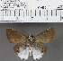  (Tagiades toba - YB-KHC140)  @11 [ ] No Rights Reserved  Unspecified Unspecified