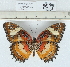  (Cethosia - CCDB03529_B02)  @15 [ ] No Rights Reserved  Unspecified Unspecified
