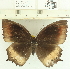 (Elymnias panthera - CCDB03530_A02)  @14 [ ] No Rights Reserved  Unspecified Unspecified