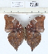  (Doleschallia sp. 1MKC - CCDB03529_E02)  @13 [ ] No Rights Reserved  Unspecified Unspecified