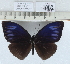  (Elymnias penanga - CCDB0329_D12)  @14 [ ] No Rights Reserved  Unspecified Unspecified