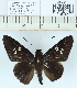  (Lotongus calathus - CCDB03530_H07)  @13 [ ] No Rights Reserved  Unspecified Unspecified