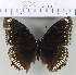  (Hypolimnas bolina - YB-KHC6551)  @14 [ ] No Rights Reserved  Unspecified Unspecified