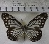  (Parantica aglea - YB-KHC8547)  @14 [ ] Unspecified (default): All Rights Reserved  Unspecified Unspecified