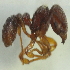  (Tetramorium sp. 11MKC - YB-KHC51398)  @11 [ ] No Rights Reserved  Unspecified Unspecified