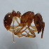 (Tetramorium AAG4158 - YB-KHC51455)  @13 [ ] No Rights Reserved  Unspecified Unspecified