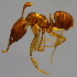  (Hypoponera ADC9892 - YB-KHC52995)  @13 [ ] No Rights Reserved  Unspecified Unspecified