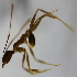  (Pheidole sp. 3MKC - YB-KHC53006)  @11 [ ] No Rights Reserved  Unspecified Unspecified