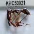  (Odontomachus rixosus - YB-KHC53021)  @13 [ ] No Rights Reserved  Unspecified Unspecified