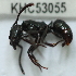  (Odontoponera AAX0170 - YB-KHC53055)  @13 [ ] No Rights Reserved  Unspecified Unspecified