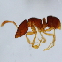  (Hypoponera AAX8085 - YB-KHC53110)  @12 [ ] No Rights Reserved  Unspecified Unspecified