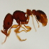  (Tetramorium ADD4449 - YB-KHC53123)  @13 [ ] No Rights Reserved  Unspecified Unspecified