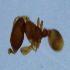  (Carebara sp. 1MKC - YB-KHC53192)  @11 [ ] No Rights Reserved  Unspecified Unspecified