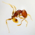  (Pheidole sp. 6MKC - YB-KHC53207)  @11 [ ] No Rights Reserved  Unspecified Unspecified