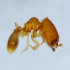  (Pheidole plagiaria - YB-KHC53236)  @11 [ ] No Rights Reserved  Unspecified Unspecified