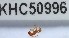  (Pheidole ADC9280 - YB-KHC50996)  @12 [ ] No Rights Reserved  Unspecified Unspecified