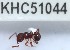  (Pristomyrmex sp. 6MKC - YB-KHC51044)  @11 [ ] No Rights Reserved  Unspecified Unspecified