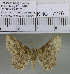  (Synegia sp. 1MKC - YB-KHC7276)  @13 [ ] No Rights Reserved  Unspecified Unspecified
