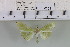  (Parotis sp. 1MKC - YB-KHC6303)  @13 [ ] No Rights Reserved  Unspecified Unspecified