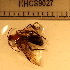 (Ascogaster sp. 4MKC - CCDB-201525_E07)  @12 [ ] No Rights Reserved  Unspecified Unspecified