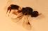  (Ascogaster sp. 3MKC - wyy150514_D10)  @12 [ ] No Rights Reserved  Unspecified Unspecified