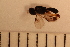  (Ascogaster sp. 1MKC - wyy150514_D05)  @12 [ ] No Rights Reserved  Unspecified Unspecified