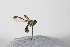  (Bactrocera infesta - YB-KHC12282)  @12 [ ] Unspecified (default): All Rights Reserved  Unspecified Unspecified