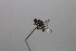  (Bactrocera gombokensis - YB-KHC8361)  @12 [ ] Unspecified (default): All Rights Reserved  Unspecified Unspecified