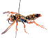  ( - 14646CrabrB5)  @14 [ ] Copyright (2013) Joseph Gitau icipe