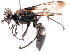 (Sphex fumicatus - 14644SpheciD5)  @14 [ ] Copyright (2013) Joseph Gitau icipe