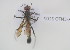  (Ammophila bebiniensis - NMK-ENTO 2107)  @11 [ ] Unspecified (default): All Rights Reserved  Unspecified Unspecified