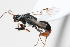  (Dryinus aethiopicus - 08760-DryD4)  @11 [ ] Copyright (2011) RS Copeland Unspecified