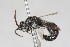  (Corytilla calyptrata - 13739-MutillidC12)  @11 [ ] Copyright (2011) RS Copeland Unspecified