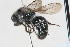  (Corytilla - 13739-MutillidD6)  @11 [ ] Copyright (2011) RS Copeland Unspecified