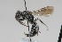  ( - 13739-MutillidD10)  @11 [ ] Copyright (2011) RS Copeland Unspecified