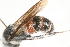  (Pseudocephalotilla - 13739-MutillidF5)  @11 [ ] Copyright (2011) RS Copeland Unspecified