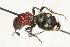  (Pristomutilla kibweziana - 13739-MutillidF10)  @11 [ ] Copyright (2011) RS Copeland Unspecified