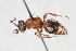  (Pristomutilla sp. 1 - 13739-MutillidF11)  @11 [ ] Copyright (2011) RS Copeland Unspecified