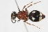  (Pristomutilla sp. 2 - 13739-MutillidG6)  @11 [ ] Copyright (2011) RS Copeland Unspecified