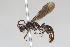  ( - 13739-MutillidG12)  @11 [ ] Copyright (2011) RS Copeland Unspecified