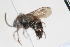  (Pristomutilla sp. 7 - 13739-MutillidH2)  @11 [ ] Copyright (2011) RS Copeland Unspecified