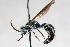  ( - 13739-MutillidH6)  @11 [ ] Copyright (2011) RS Copeland Unspecified